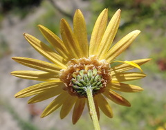 Ursinia trifida
