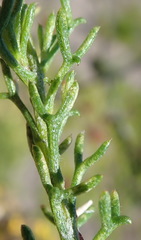 Ursinia trifida