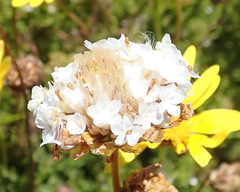 Ursinia trifida