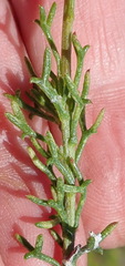Ursinia trifida