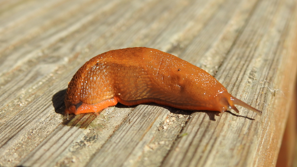 Portuguese Slug