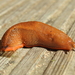 Portuguese Slug - Photo (c) Carlos Manuel Rodrigues, some rights reserved (CC BY-NC), uploaded by Carlos Manuel Rodrigues