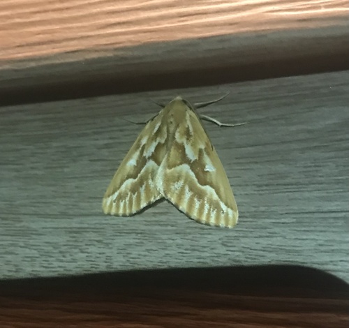 Northern Pine Looper Moth photo 4