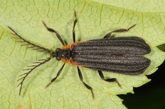 Leptoceletes basalis