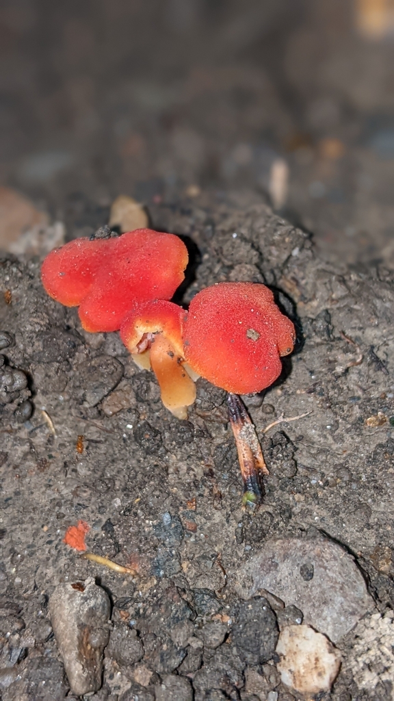 Hygrocybe miniata · June 2023 · photo: © dona5831 (iNaturalist, cc-by-nc)