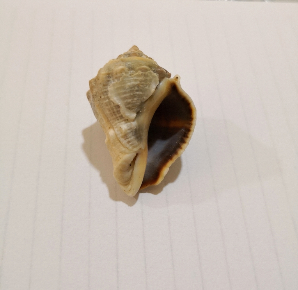 Heavy Crown Shell