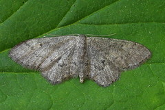 Idaea descitaria