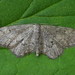 Idaea descitaria - Photo (c) Andrey Ponomarev, some rights reserved (CC BY-NC), uploaded by Andrey Ponomarev