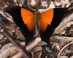 Marpesia furcula