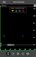 Pipistrellus nathusii