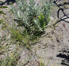 Kohautia amatymbica