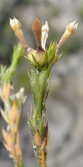 Kohautia amatymbica