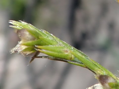 Kohautia amatymbica