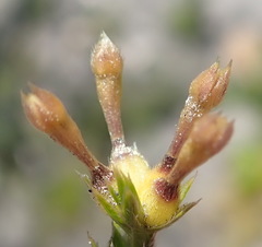 Kohautia amatymbica