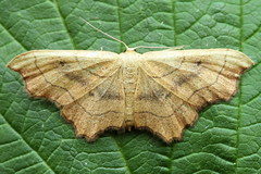 Idaea emarginata