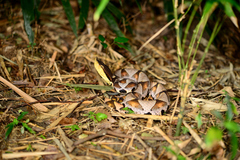 Deinagkistrodon acutus