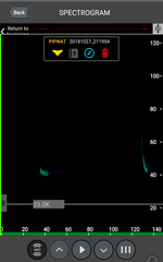 Pipistrellus nathusii