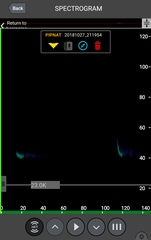 Pipistrellus nathusii