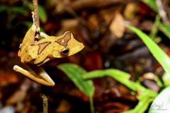 Polypedates colletti