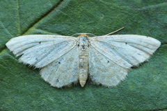 Idaea humiliata