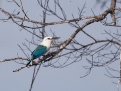 Todiramphus saurophagus