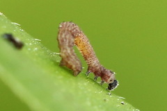 Idaea humiliata