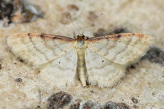 Idaea humiliata