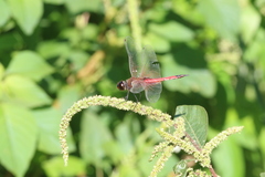 Tramea transmarina euryale