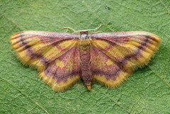 Idaea muricata