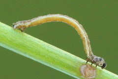 Idaea muricata