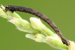 Idaea muricata