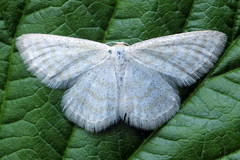 Idaea pallidata