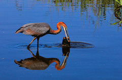 Goliath Heron photo 3