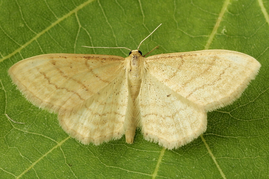 Idaea rufaria