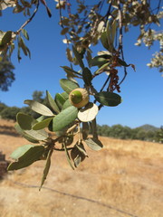 Quercus ilex