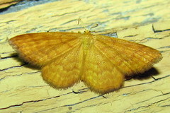 Idaea serpentata