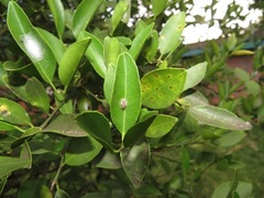 Citrus deliciosa