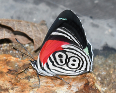 Diaethria clymena