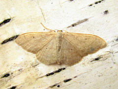 Idaea straminata