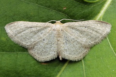 Idaea sylvestraria