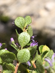 Agathosma venusta