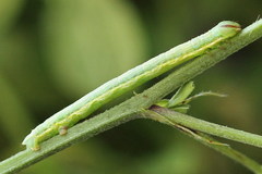 Isturgia arenacearia