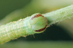 Isturgia arenacearia