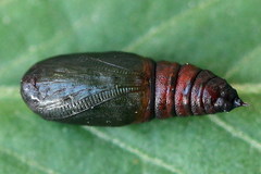 Isturgia arenacearia
