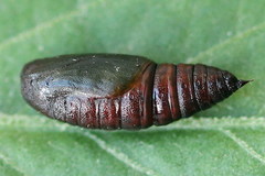 Isturgia arenacearia