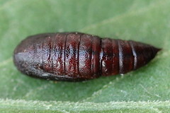 Isturgia arenacearia