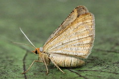 Isturgia arenacearia