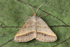 Isturgia arenacearia