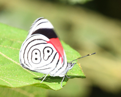 Diaethria neglecta