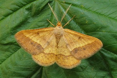 Isturgia arenacearia